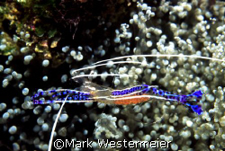 Stretch - Image taken in Bonaire with a Nikonos V, 35mm l... by Mark Westermeier 